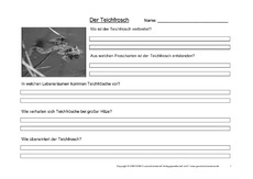 Arbeitsblatt-Teichfrosch-1.pdf